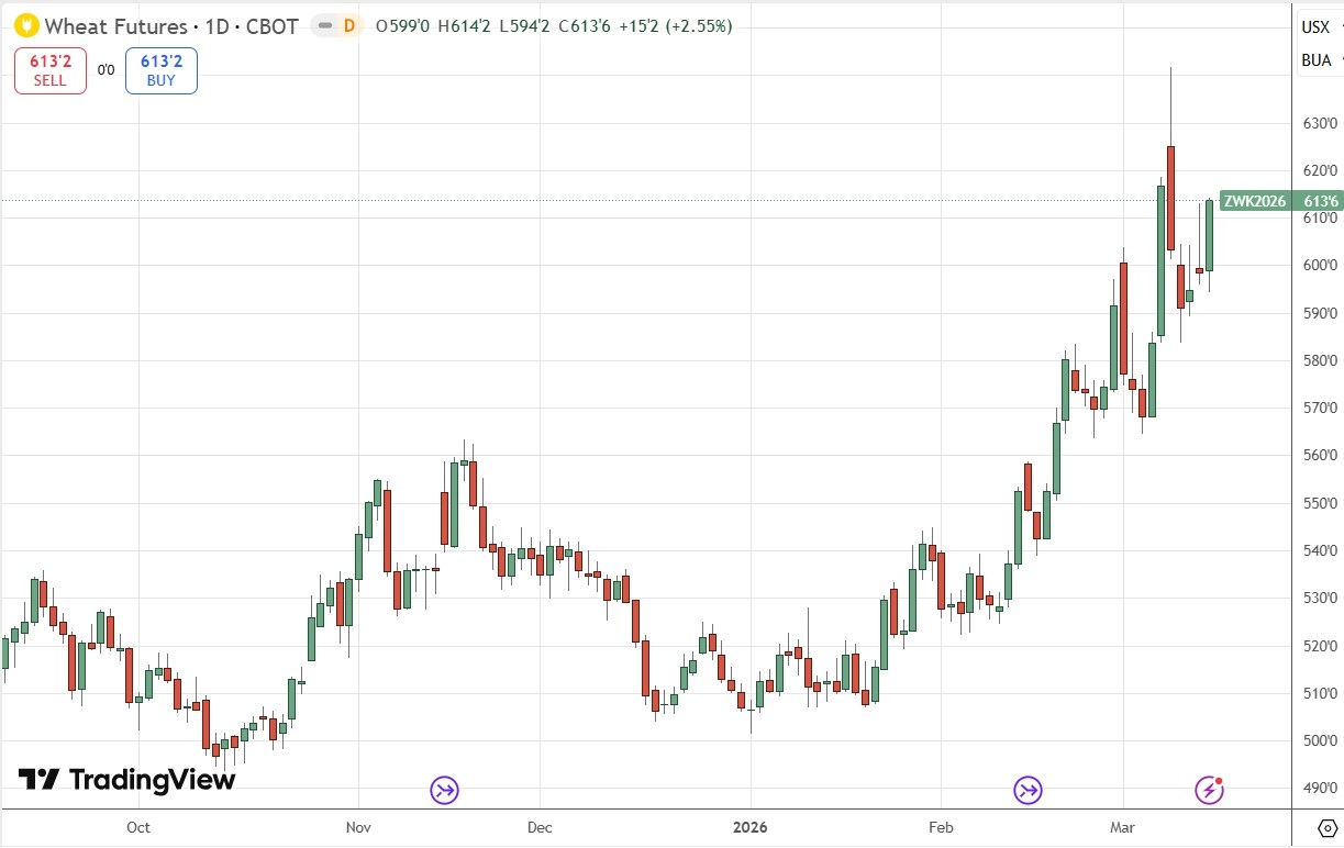 Gráfico de precios diarios de futuros de trigo 15/03/2026 Gráfico de precios diarios de futuros de trigo 15/03/2026